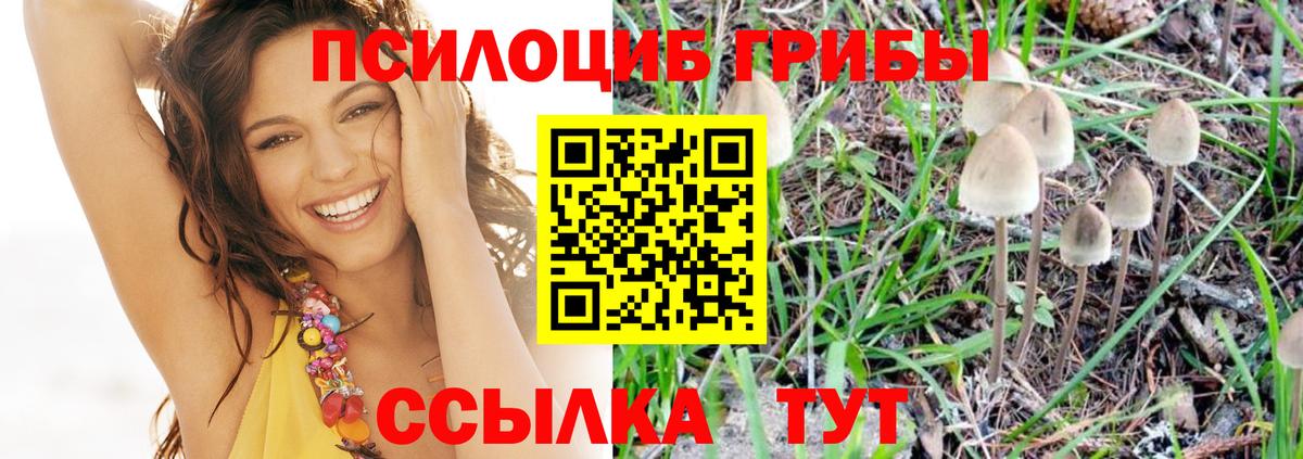 Псилоцибиновые грибы Psilocybine cubensis Шебекино
